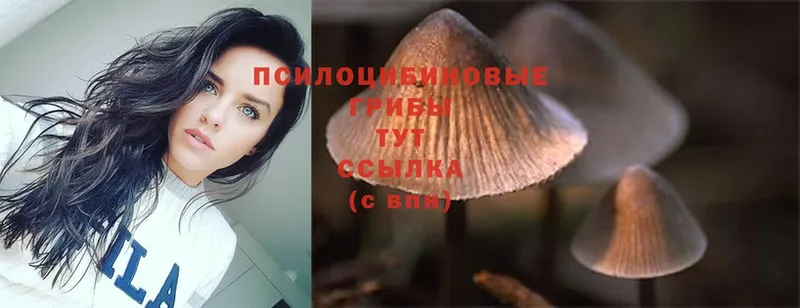 Галлюциногенные грибы Psilocybe  Нязепетровск 